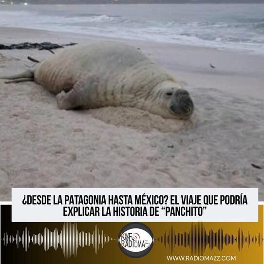 El avistamiento de un elefante marino conocido popularmente como “Panchito” en playas del Pacífico mexicano ha despertado asombro entre la comunidad local.